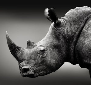 What has tree climbing got to do with rhino conservation?