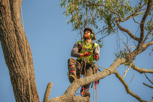 Tree Care
