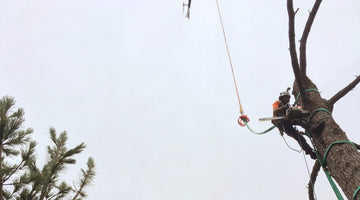 HELICOPTER  TREEWORK 101