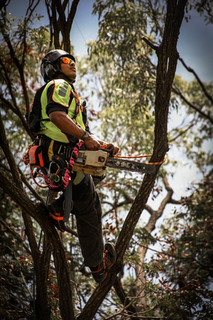 Staying steady with a chainsaw in the canopy