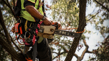 Staying steady with a chainsaw in the canopy