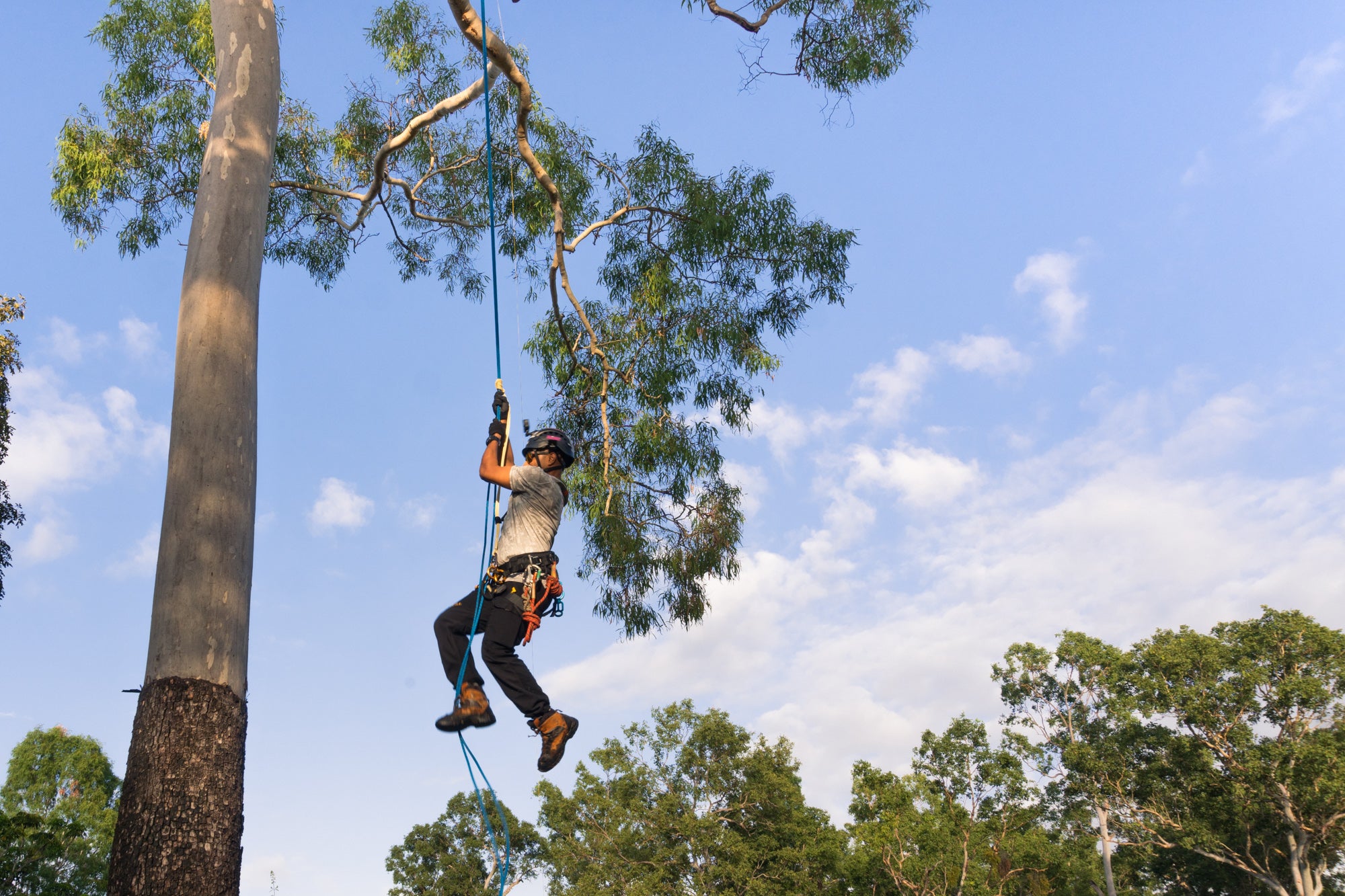 Freeworker Blog » On a strong line: Tree climbing ropes in tree care