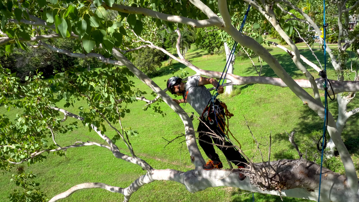 SRT access onto a floating doubled rope tree climbing system – Reecoil