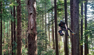 Sequoia forest