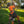 Load image into Gallery viewer, AUDAX™ Gen 2 – Arborist Hydration Harness – Hi-Viz Safety Yellow
